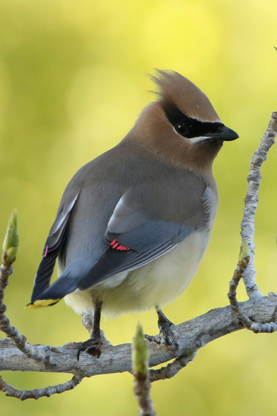 a strikingly handsome medium-sized bird whose markings are described by the Cornell Lab of Ornithology as a "silky, shiny collection of brown, gray, and lemon-yellow, accented with a subdued crest, rakish black mask, and brilliant-red wax droplets on the wing feathers."