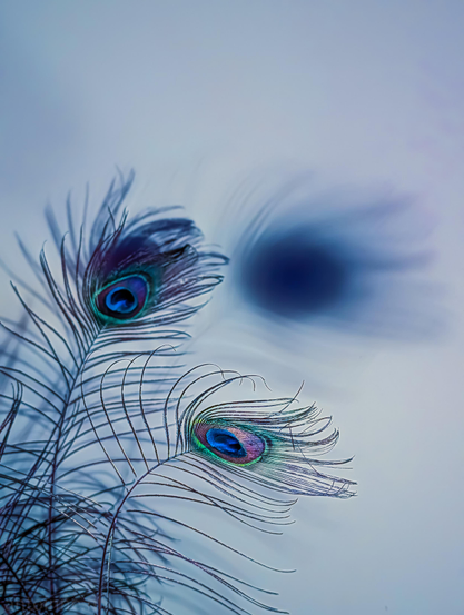 A dreamlike photograph featuring two peacock feathers set against a soft, cool-toned background. 

One feather stands slightly higher than the other, both curving gracefully toward the right. The iconic "eyes" of the feathers are rendered in vibrant shades of cobalt blue, teal, and deep emerald green. The surrounding iridescent barbs show hints of purple and magenta.

In the upper-right background, there is a soft, out-of-focus shadow of a feather. This creates a sense of depth and adds a ghostly, mysterious quality to the image.