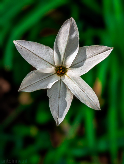 A top-down macro shot of a silvery-white Spring Starflower against a soft, blurred, deep green background.

The bird’s-eye view creates a graphic, geometric feel, highlighting the "star" shape that gives the plant its name.

Subtle shadows across the petals add depth and dimension, preventing the white flower from looking flat or washed out.