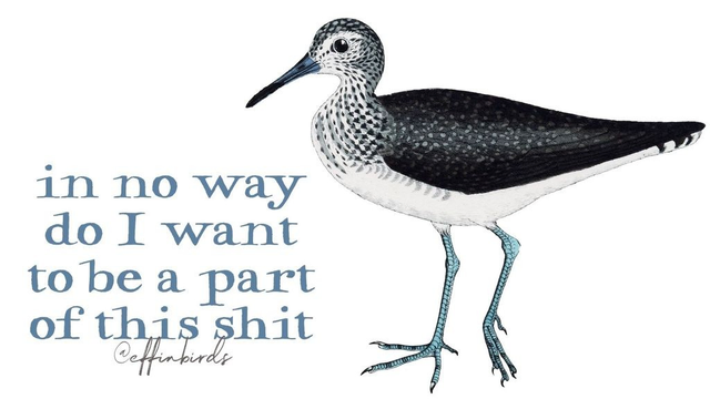 EffinBirds art: A beautiful drawing of a black and white sandpiper (or something, I'm not the bird encyclopedia) with the caption "in no way do I want to be a part of this shit"