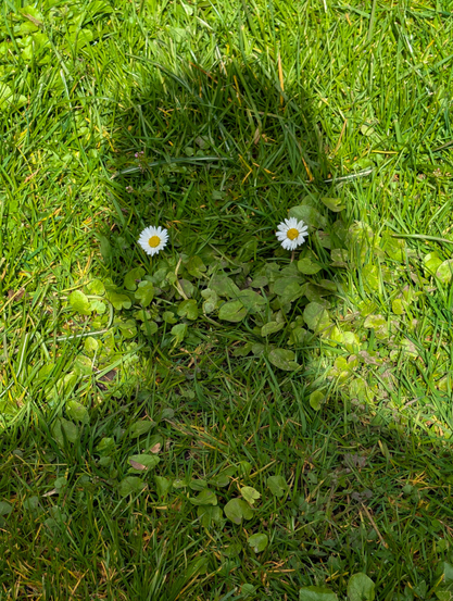 Two small, white common daisies with bright yellow centers sit side-by-side, perfectly mimicking a pair of wide, curious eyes.

A shadow of a head upon the grass, creates the outline framing the flowers and the surrounding vegetation.