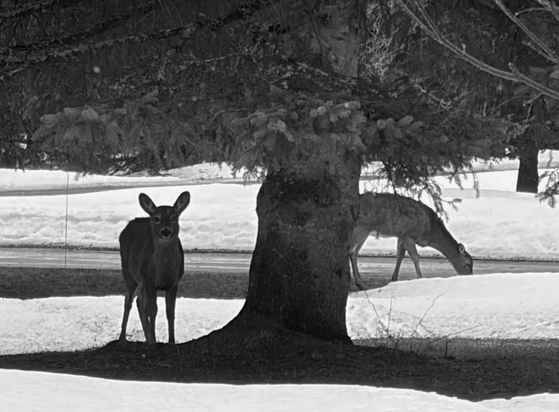 Two deer under a giant spruce tree, one eating on the ground, the other looking at the photographer. Snow is still on the ground.