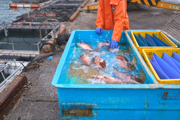 Fish landing in the tub