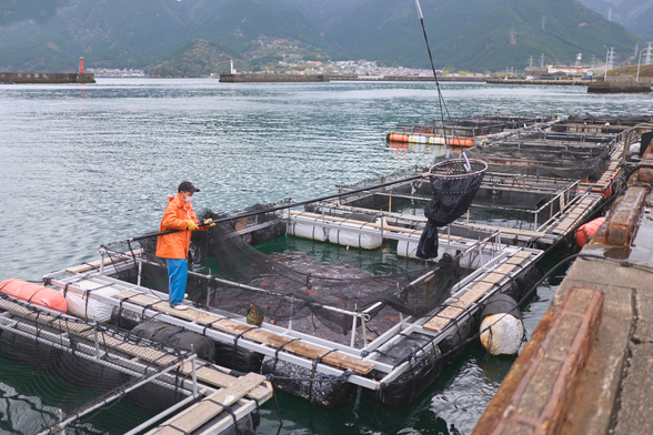 Pulled from the holding pen