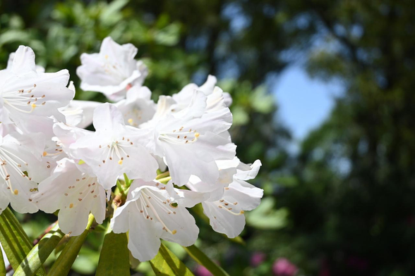 セイヨウシャクナゲ『芳子』/ 2026.04.11 京都府立植物園・西洋シャクナゲ園から
