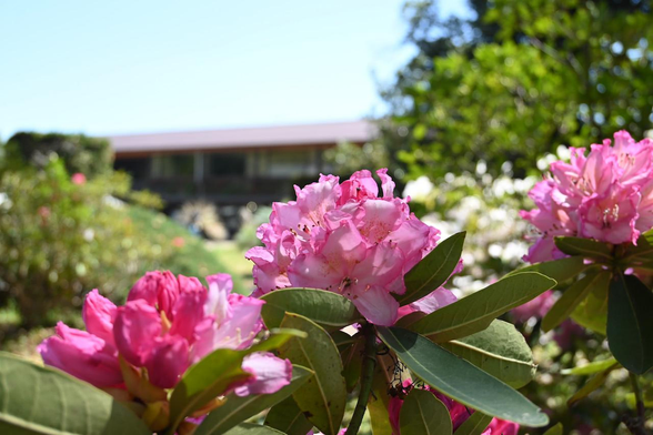 セイヨウシャクナゲ「奥早出」/ 2026.04.11 京都府立植物園・西洋シャクナゲ園から