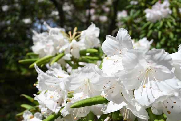 セイヨウシャクナゲ『アカボシシャクナゲ』/ 2026.04.11 京都府立植物園・西洋シャクナゲ園から