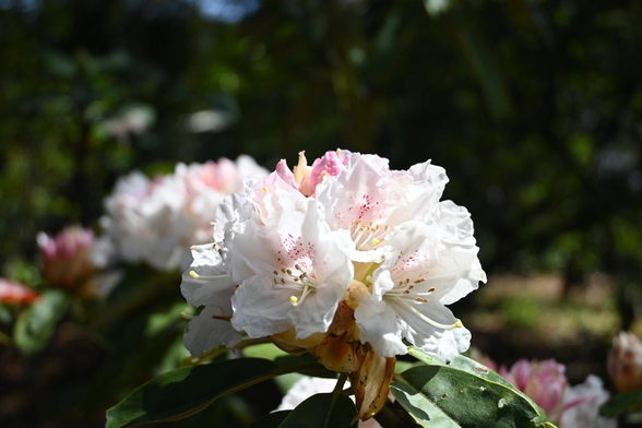 セイヨウシャクナゲ『銀泉』/ 2026.04.11 京都府立植物園・西洋シャクナゲ園から