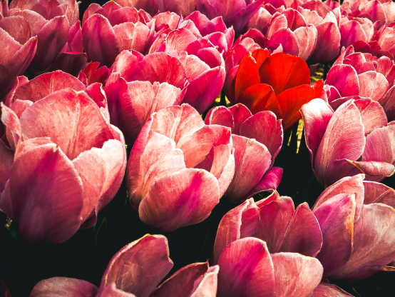 Nahaufnahme in ein Tulpenfeld mit einer  rot weiß geflammten Sorte. Das Foto ist brechend voll it Blüten.