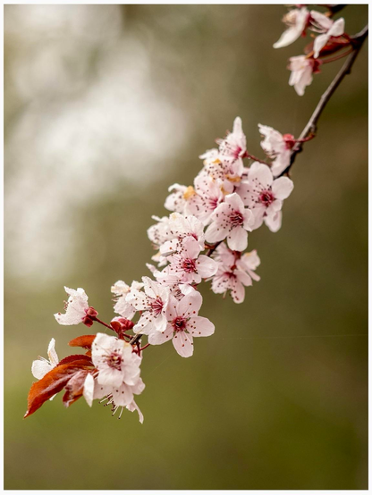 A close-up of a branch covered in delicate pink cherry blossoms, with some small leaves visible. The background is softly blurred, emphasizing the flowers.