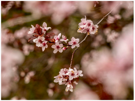 A close-up of delicate pink cherry blossoms on a branch, with blurred background elements enhancing the floral beauty.