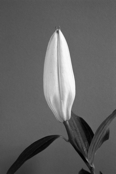 black and white image of a closed calla lily