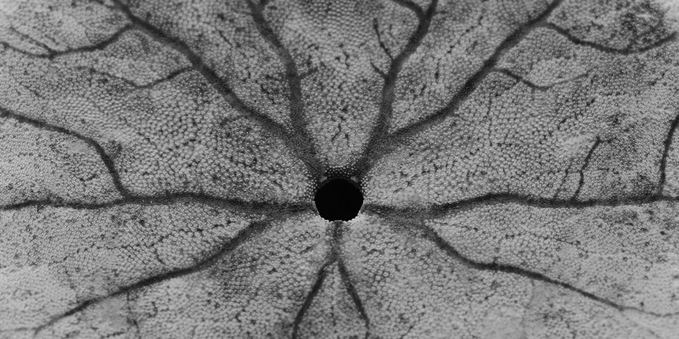Black and white macro photograph of the underside of a flat sea urchin's shell or skeleton, showing the very round, black opening of its mouth, located right in the middle. Five dark branches radiate all around, subdividing, like small trees. The lighter surface of the shell has small dots, like goosebumps, each of which forms the base of small spines that serve as legs when the animal is alive. The whole thing looks more like reptile skin.

Photographie macro en noir et blanc de la surface inférieure de la coquille ou du squelette d'un oursin plat, montrant l'ouverture très ronde et noire de sa bouche, située en plein milieu. Cinq branches foncées irradient tout autour, se subdivisant, comme de petits arbres. La surface plus claire de la coquille est parsemée de petits points, comme de la chair de poule, constituant chacun la base de petites épines servant de pattes lorsque l'animal est vivant. L'ensemble ressemble davantage à une peau de reptile.