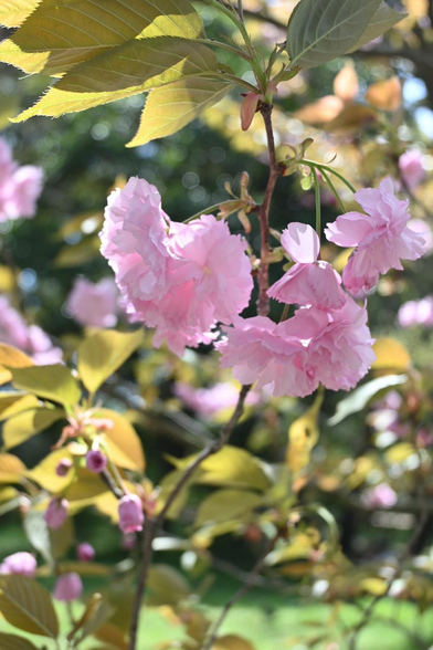 サクラ『関山』/ 2026.04.11 京都府立植物園・大芝生地から