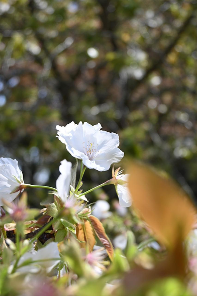 サクラ『太白』/ 2026.04.11 京都府立植物園・大芝生地から
