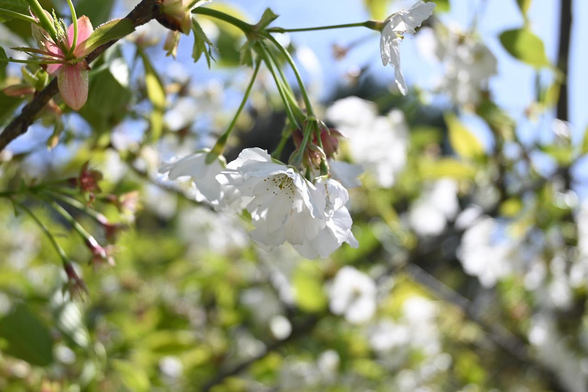 サクラ『大島桜』/ 2026.04.11 京都府立植物園・大芝生地から