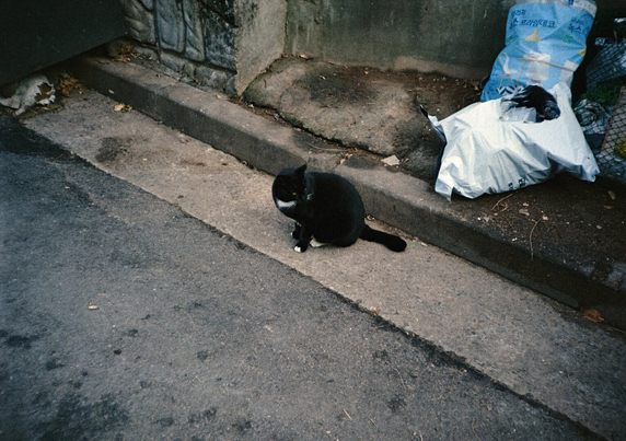 길가 연석과 아스팔트 사이에 턱시도 고양이 한 마리가 앉은 채 고개를 돌려 어딘가를 바라보고 있다. 옆에는 주민들이 버린 쓰레기봉투가 몇 개 보인다.