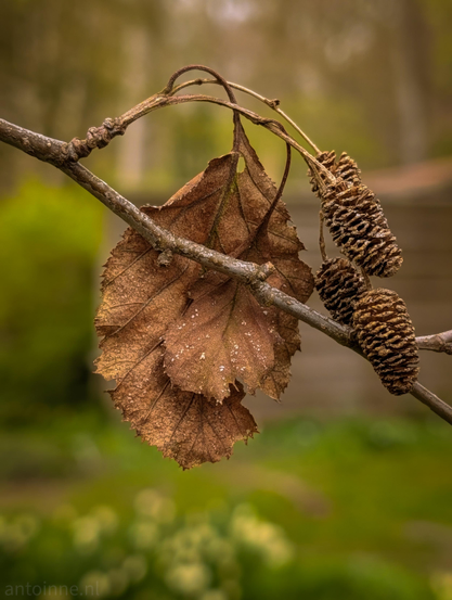 A moody, shallow-depth-of-field photograph featuring the remnants of an Alder tree in a state of decay. The composition is focusing on the textures of winter foliage against a soft, blurred spring background.