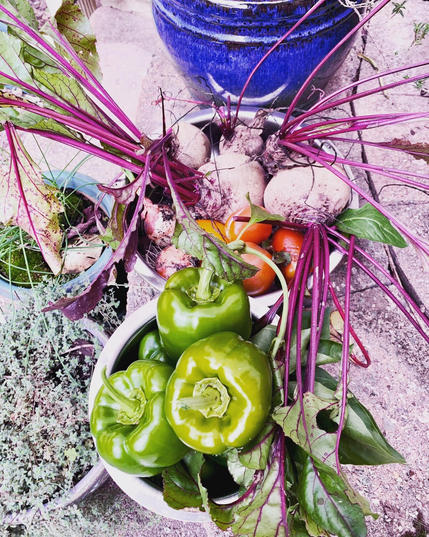A fall harvest of garden vegetables with brightly colored beets, tomatoes and green peppers. 