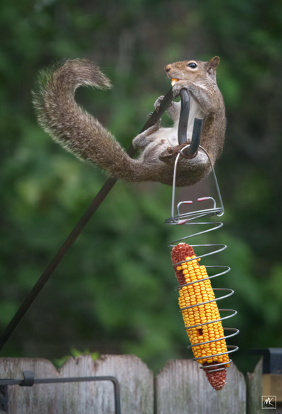 Color photo of an eastern grey squirrel hanging by its front paws from a metal rod with its tail and body curled up, above a spiral wire dried corncob holder suspended from a hook on the end of the rod.