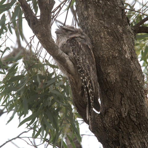 A mottled camouflaged grey brown bird sitting in the armpit of a tree branch, blending in very well.