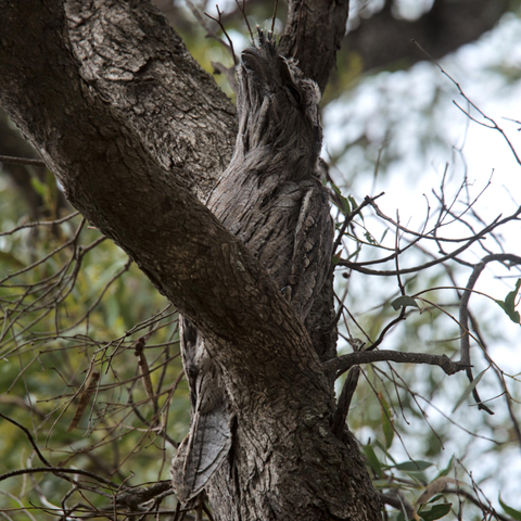 A grey brown bird mimicking a broken tree branch by stretching out and lookup up at an angle. Its plumage has the exact same texture as the branch it is sitting on.