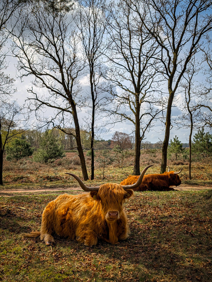 Two Highland cows resting in a serene, natural landscape. The composition is grounded by a cow in the foreground, looking directly toward the viewer, while its companion rests further back in a more profile view.

The ground is a patchwork of green grass and fallen brown leaves. Several tall, slender trees with bare, intricate branches reach toward the sky, framing the scene.