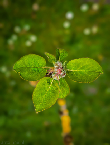 A tight cluster of young, vibrant green leaves radiating outward from a central point. In the very center, there is a fuzzy, silver-green bud with hints of soft pink peeking through, indicating a flower that is about to open.

A rich spectrum of greens dominates the frame, contrasted by the delicate pink of the emerging petals and the blurred yellow/brown tones of the stem below.