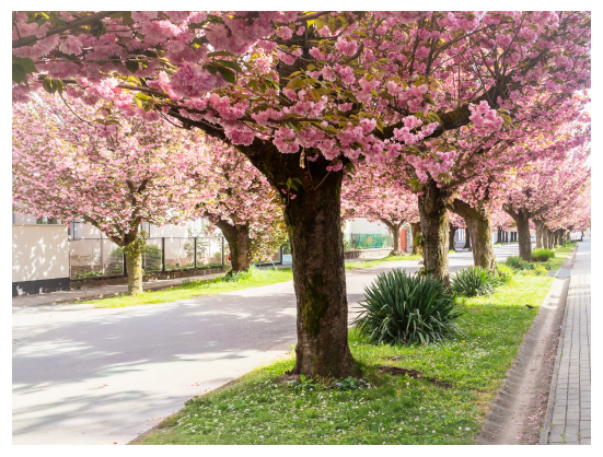 Eine ruhige Straße, gesäumt mit rosafarben Blüten der Zierkirschbäume. Sonnig, hell.
