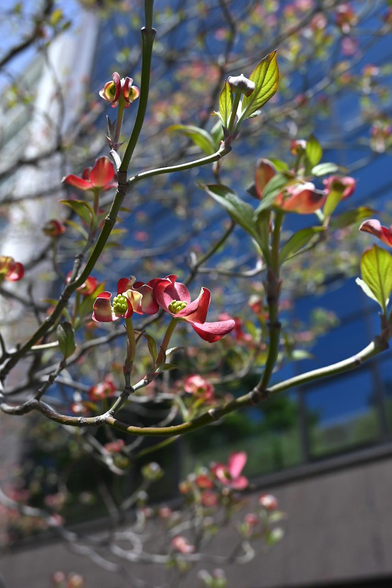ガラス張りのビルの前で赤い花を咲かせるハナミズキ。手前に写っているハナミズキは花が開いているけど、開ききっていない花も多め。/ 2026.04.12 間之町御池から