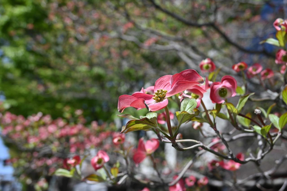 花開いた赤いハナミズキの花のクローズアップ。/ 2026.04.12 間之町御池から