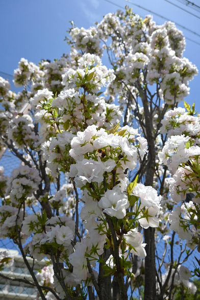 幹や枝が空に向かって伸びて、それに沿って花をつけている八重咲きの桜。/ 2026.04.12 丸太町通・旧梅屋小学校跡から