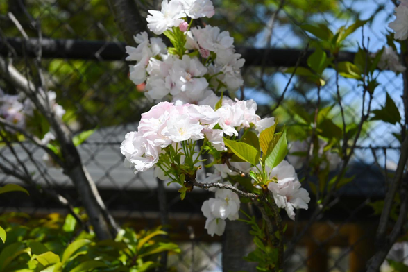 目線あたりで枝を手前に伸ばして花を咲かせている八重咲きの桜。花柄がしっかりしていて上向きに花を咲かせているのがよく分かる。/ 2026.04.12 丸太町通・旧梅屋小学校跡から