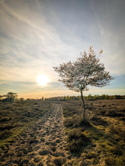 A slender, blooming Amelanchier tree on the right side of a path. Its white blossoms are backlit by the sun, creating a glowing halo effect.

The image is dominated by warm tones, golds, tans, and soft greens contrasted against the cool blues and whites of the sky.
