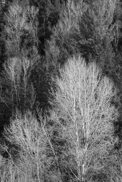 Black and white photograph of the forest on a hillside on a sunny day, consisting of dark conifers and leafless pale poplars and birches. This is the left half of a diptych created from a single photo.

Photographie noir et blanc de la forêt sur le flanc d'une colline par une journée ensoleillée, constituée de conifères sombres et de peupliers et bouleaux sans feuilles et très pâles. Ceci est la moitié gauche d'un diptyque créé à partir d'une seule photo.
