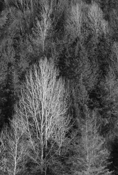Black and white photograph of the forest on a hillside on a sunny day, consisting of dark conifers and leafless pale poplars and birches. This is the right half of a diptych created from a single photo.

Photographie noir et blanc de la forêt sur le flanc d'une colline par une journée ensoleillée, constituée de conifères sombres et de peupliers et bouleaux sans feuilles et très pâles. Ceci est la moitié droite d'un diptyque créé à partir d'une seule photo.