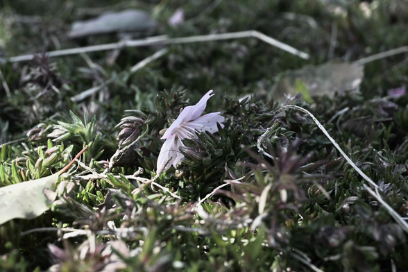 鳥に啄まれて花ごと落ちている河津桜。/ 2026.03.12 三条大橋から