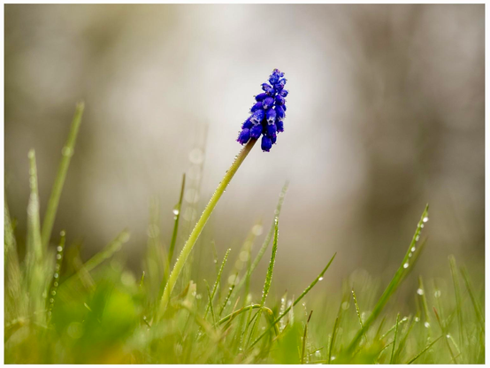 A close-up of a single purple flower standing tall in a grassy field, glistening with dew drops, set against a soft, blurred background.