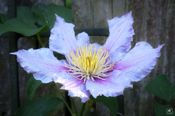Closeup color photo of a clematis flower with lavender/purple sepals surrounding a yellowish cluster of long stamen filaments.