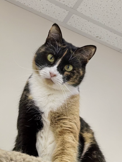 A beautiful calico cat with striking green eyes tilts her head curiously, giving a soft, attentive look.