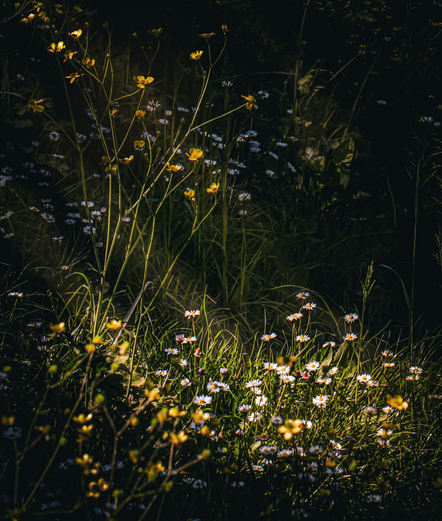 This photo is of a cluster of wild meadow flowers illuminated by sun rays with a shadowed background. In the foreground and middle ground there are lots of small white daisies with yellow centers which are densely packed together. Some of them are glowing brightly where the light hits them. On the left there are tall stems of yellow buttercups which rise above the daisies. They also catch the sunlight. The surrounding parts consist of deep green grasses and shadows.