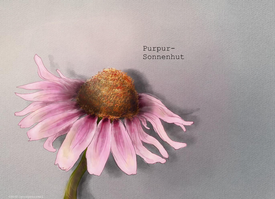 Zeichnung einer großen Blüte mit rosa Blütenblättern vor grauem Hintergrund. Neben der Blüte steht in schwarzer Schrift "Purpursonnenhut".