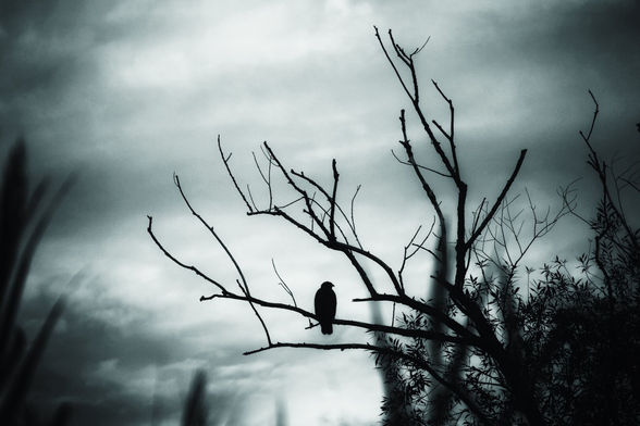 This image features a black-and-white silhouette scene. In the foreground, a lone bird of prey is perched on a bare, gnarled tree branch. The bird is facing to the right, with its body slightly hunched. The tree branches are devoid of leaves, creating a stark and minimalist appearance. The background is filled with a moody, overcast sky, adding a sense of tranquillity and solitude to the scene.