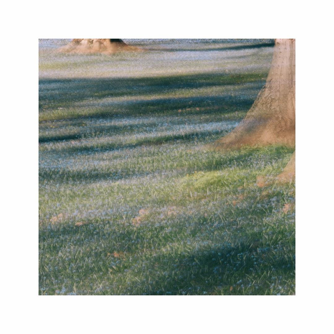 a square image showing an ocean of tiny blue scilla flowers growing between the green grass. next to the blossoms there's the bottom of a huge tree trunk visible. it's casting its shadow on the scene creating some interesting patterns of light. the whole image is intentionally blurred which creates an almost painterly effect