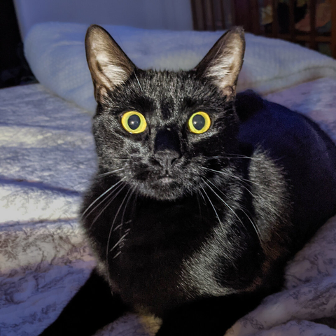 A black cat resting on a bed looks directly at the camera with huge, bright yellow eyes. His glossy coat has a shimmer under the light.