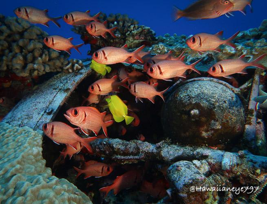 Orange fish hover over a protective artificial reef. The fish are able to dart underneath an open crevice for protection. The fish have dark eyes with a dark mark at their gill slits. Coral grows on the metal of the reef.