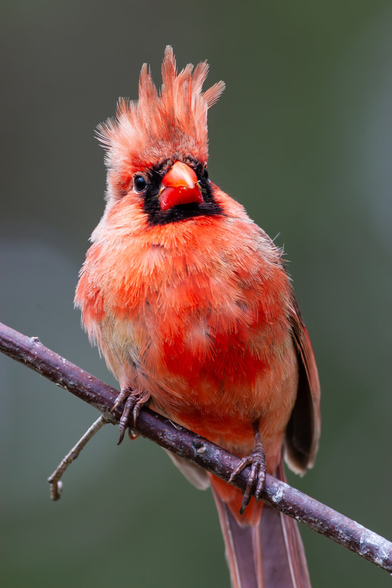 A young cardinals adult plumage hasn't fully come in. giving it a blotchy red-orange appearance. Wind blows its crest up making it look messy.
© Tom Goetz. All rights reserved. Training an AI on this image is expressly forbidden.