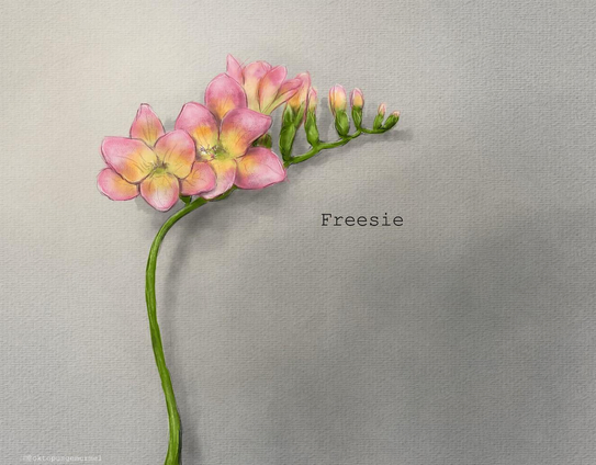 Zeichnung eines gebogenen, grünen Stängels der zur rechten Bildseite weist. Oben auf dem Stängel sitzen zahlreiche nach oben stehende Blüten und Knospen in unterschiedlichen Öffnungsstadien. Die Blüten sind in Farbverläufen von dunkelrosa (außen) zu gelb-grün (innen) gefärbt. Die Pflanze befindet sich vor einem in Grautönen gehaltenen Hintergrund, auf welchem in schwarzer Schrift "Freesie" geschrieben steht.