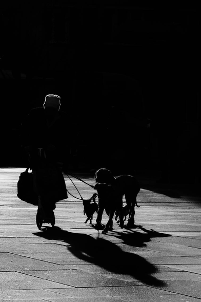 Eine Person auf einem Tretscooter hält mehrere Hunde an Leinen. Die Figuren erscheinen fast nur als Silhouetten, mit langen, klaren Schatten, die sich über den Boden ziehen.