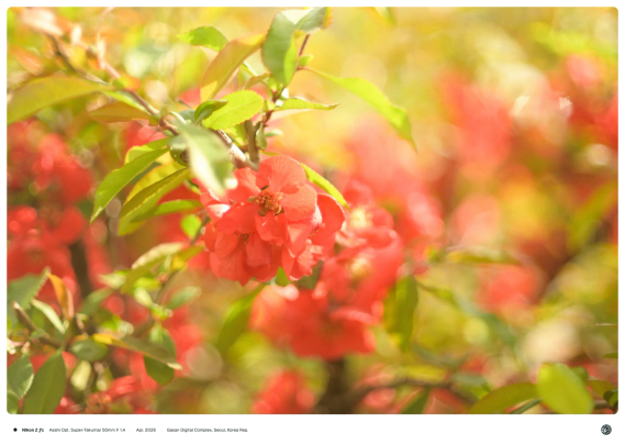길거리에 자라난 빨간 꽃이 늦오후의 햇빛을 받아 화사하게 빛나는 모습.